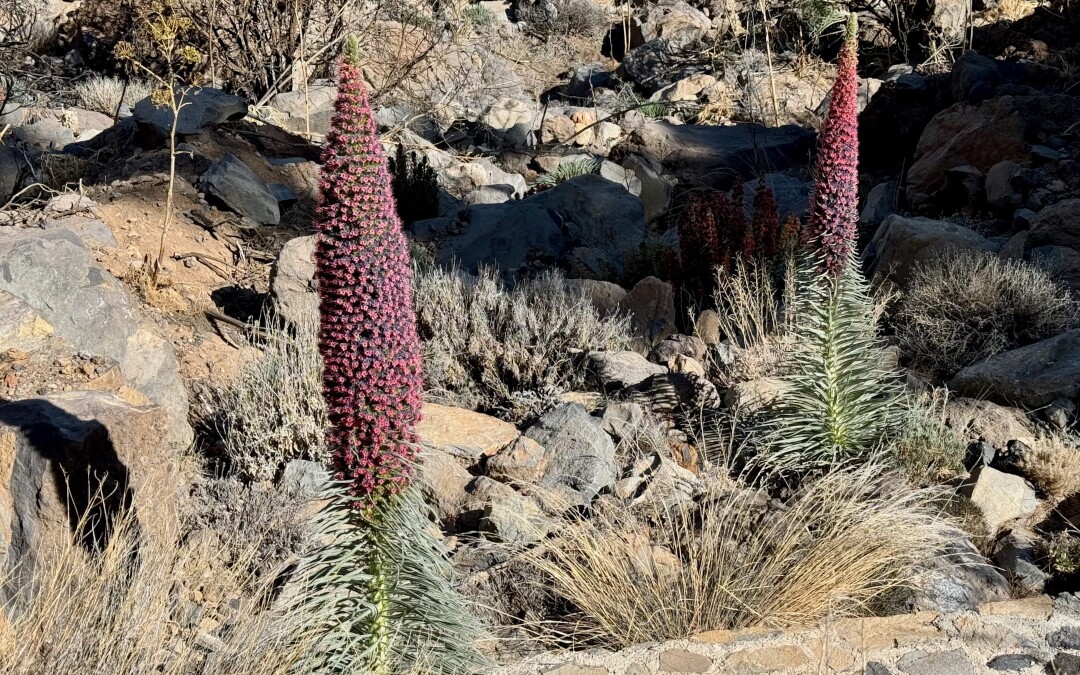 Dlooooouhý návrat na jihozápad ostrova (La Esperanza -> Barranco del Río)